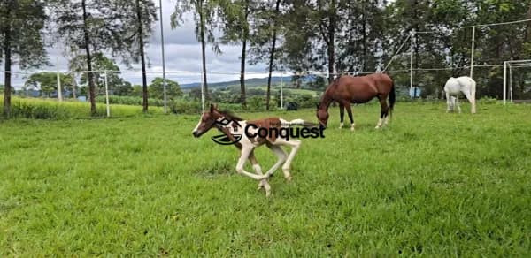Vendo Lindo Haras - Chácara localizado em São José da Varginha, Esmeraldas/MG com 10 hectares !