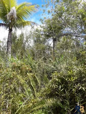 Terreno com 2 hectares localizado nas imediações do povoado do retiro em Ilhéus