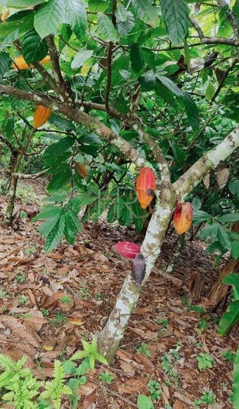 Fazenda localizada na rodovia Pontal / Buerarema