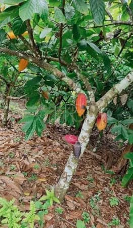Fazenda localizada na rodovia Pontal / Buerarema