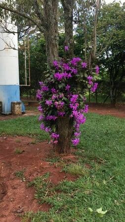 Chácara Recanto Das Flores