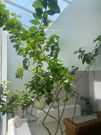 Casa Alto Padrão em Altos do Paraíso, Botucatu/SP