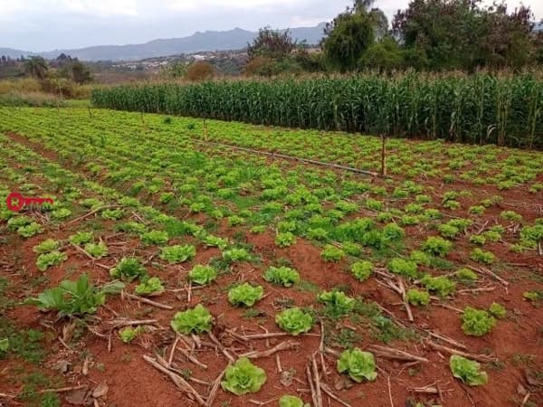 Terreno com 38.000m² à Venda no bairro Pousada Del Rey em Igarapé