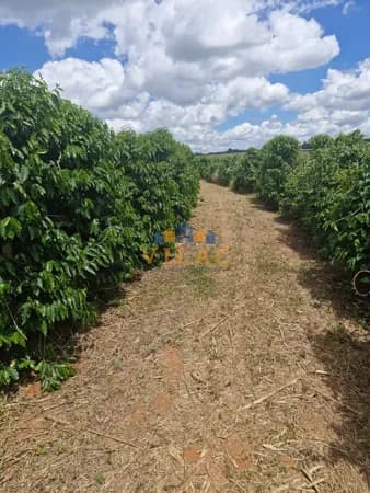 Fazenda com 45 hectares em Coqueiral/MG