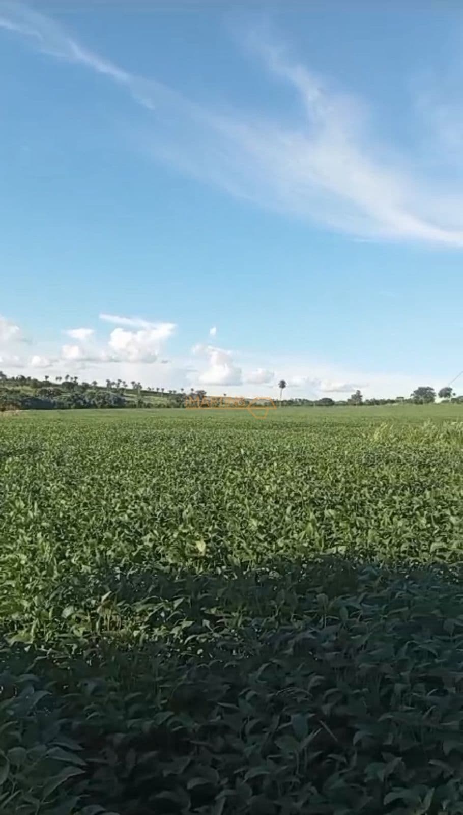 Fazenda/Sítios/Chácaras em Araguari - Centro
