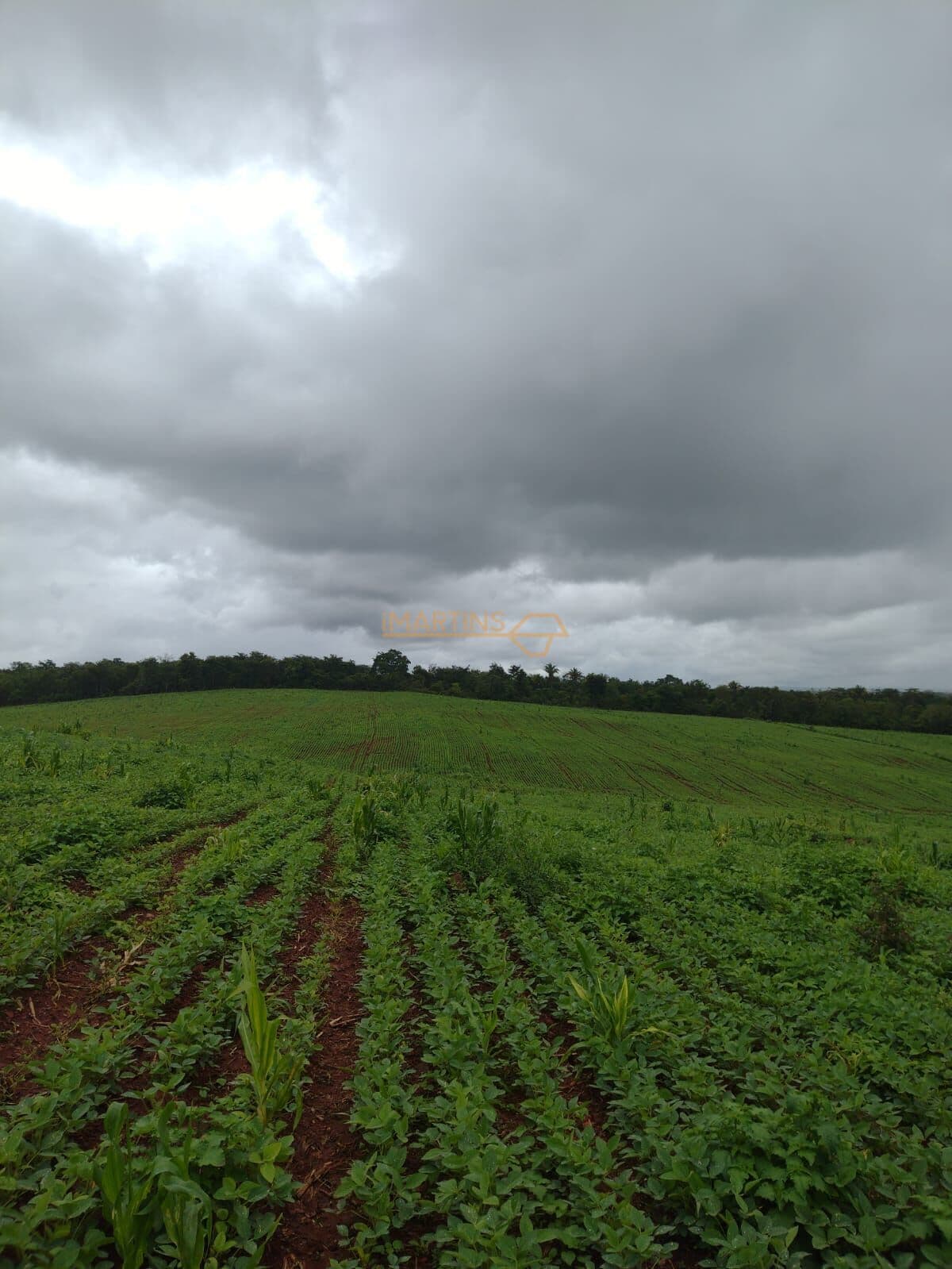 Fazenda a Venda