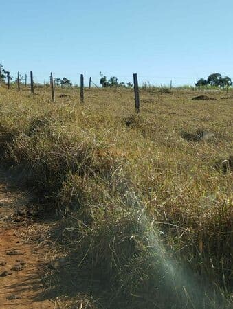 Fazenda em Araguari