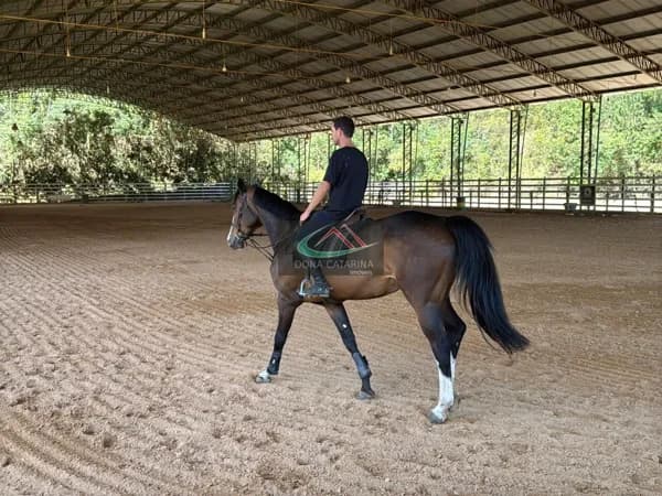Á Venda, Haras de 7 Alqueires com Pistas, Baias e Piquetes – Pronto para Uso! São Roque SP!