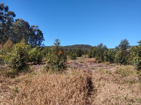 Lote/Terreno em Morro Reuter - Centro