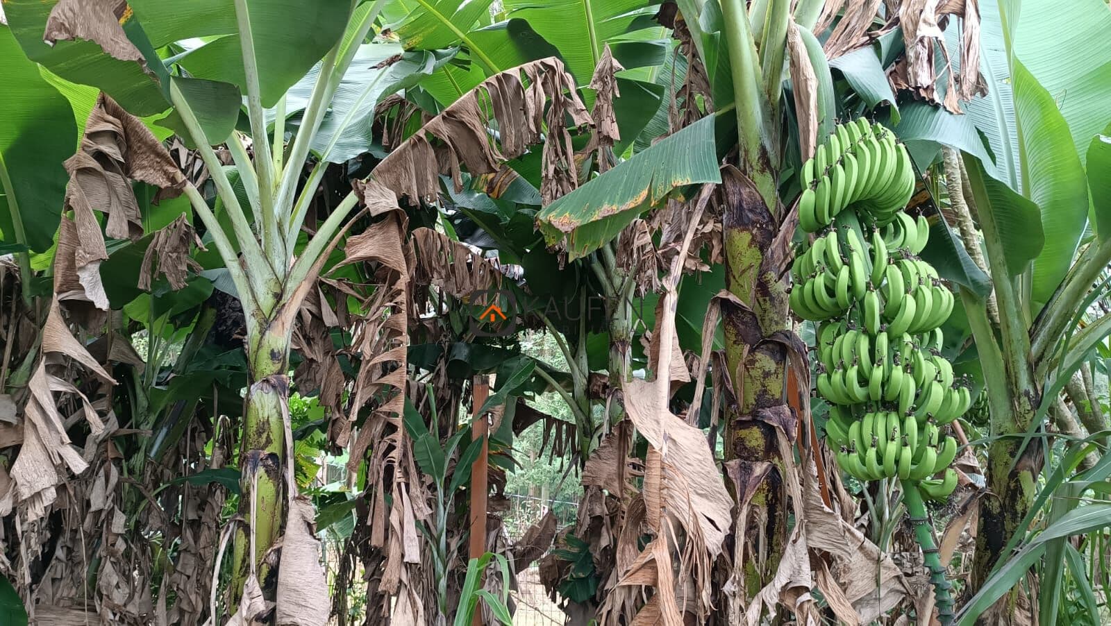 Fazenda/Sítios/Chácaras em Sapiranga - Amaral Ribeiro