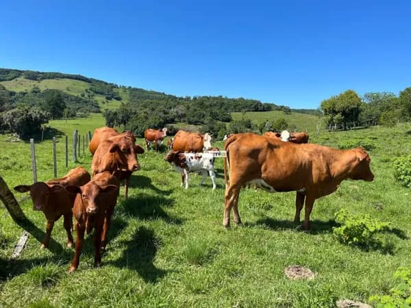 🐂🐮ÁREA PARA PECUARIA🐮