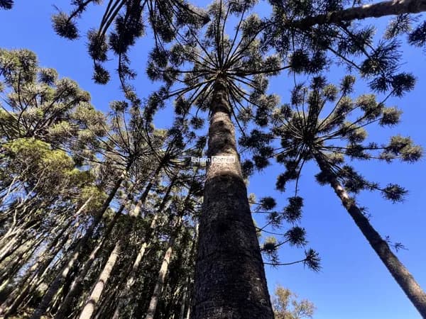 💰 Oportunidade em Região Turística | 4 Hectares por R$ 550 Mil