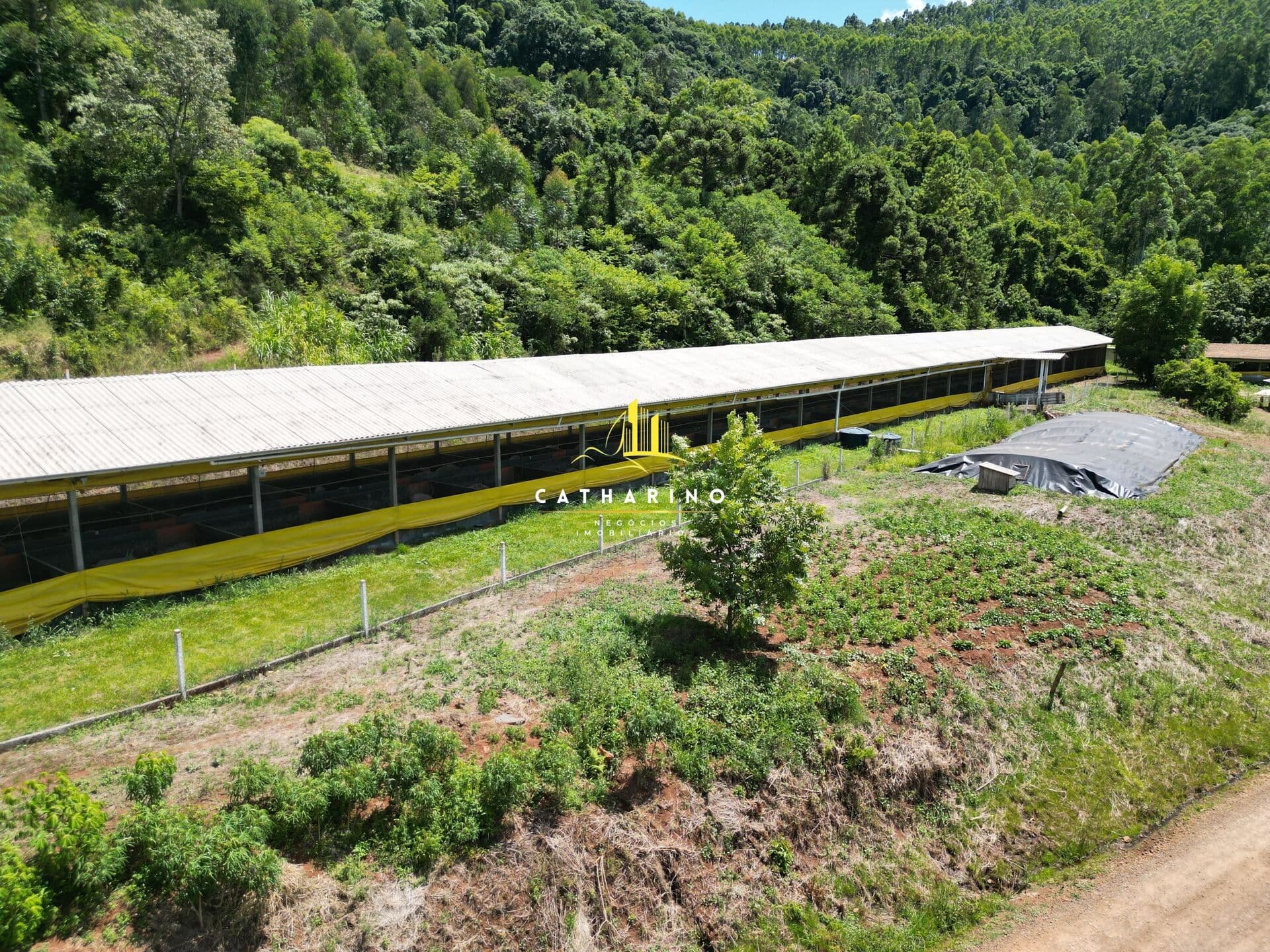 Granja de suínos