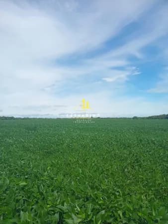 Fazenda Mista em Nobres/MT