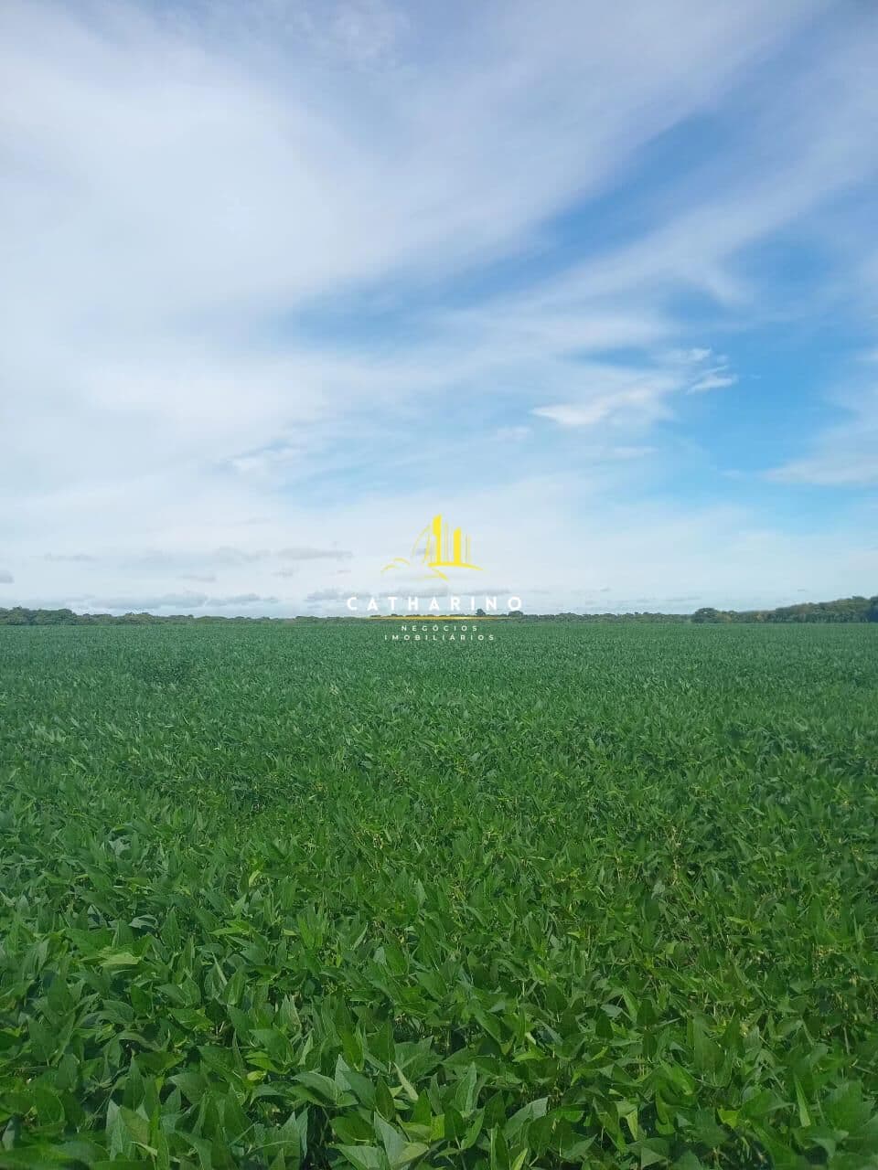 Fazenda Mista em Nobres/MT