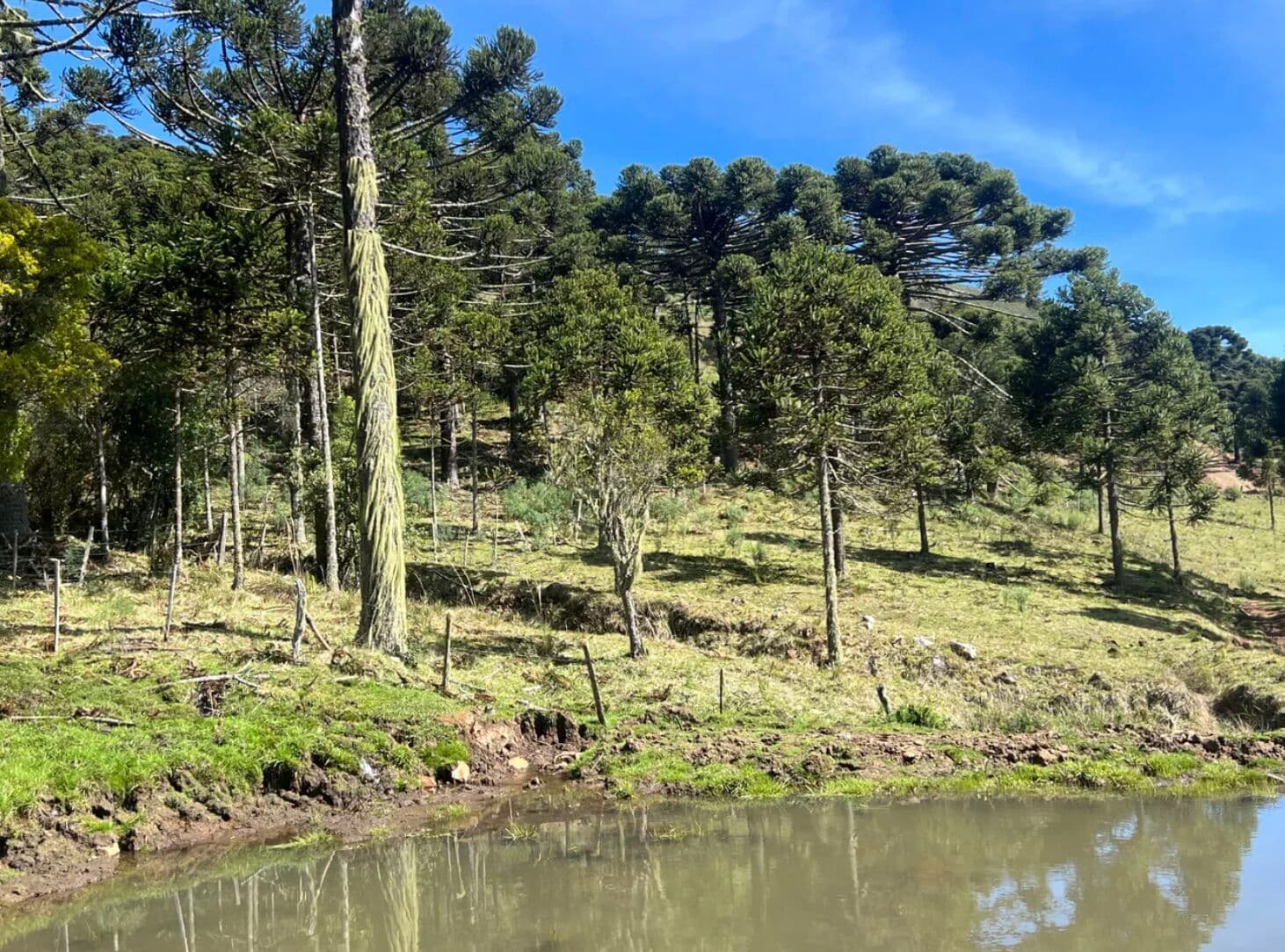 Terreno com ótimo acesso e água abundante