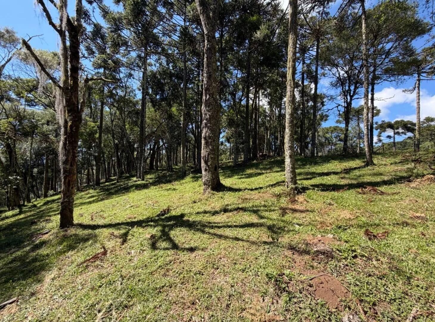 Maravilhoso terreno perto do centro de Urubici