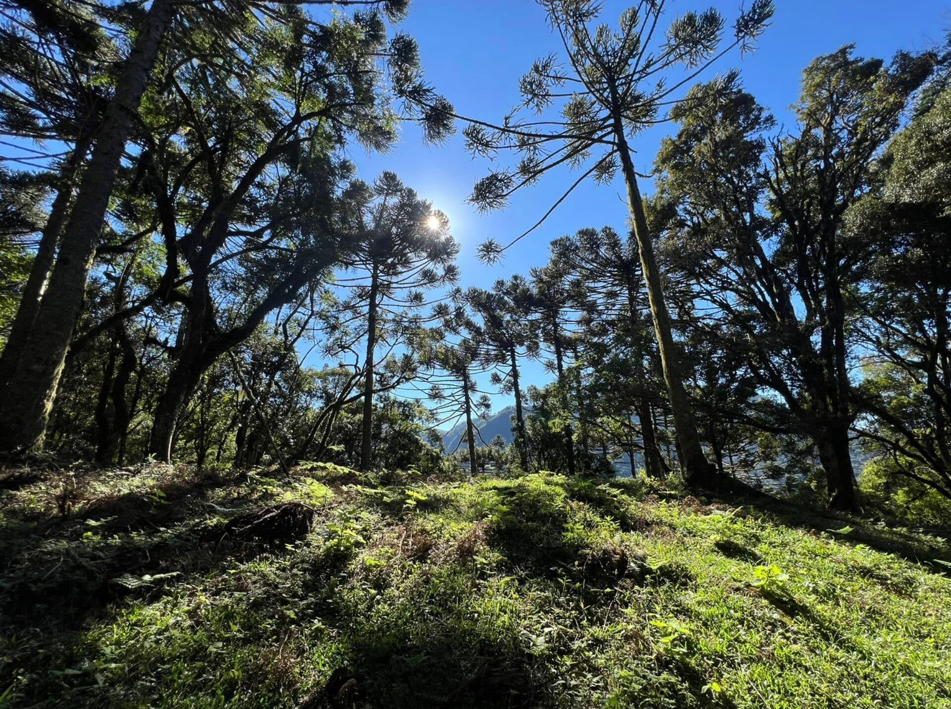 Terreno próximo à cidade com muita vista