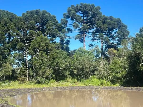 Lindo terreno com água de nascente