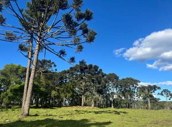 Grande terreno com cachoeira, açude e riacho