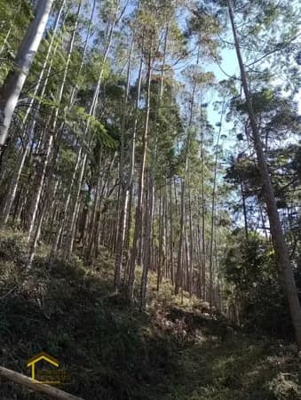 Terreno em Mury com Eucaliptal