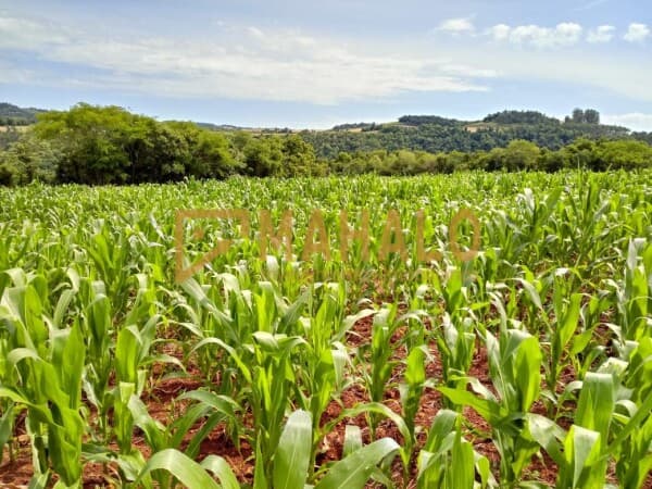 Área Rural em Alegria