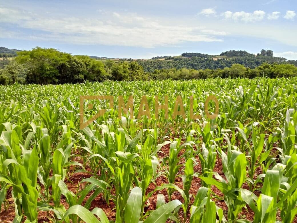 Área Rural em Alegria