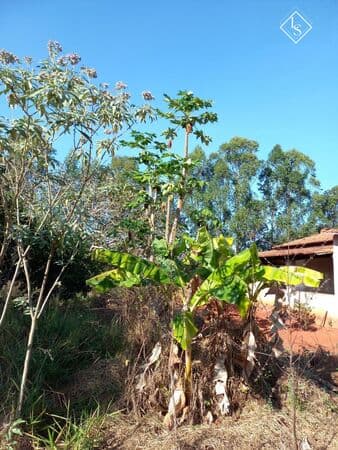 Fazenda de 6,2 hectares em Curvelo. com casa antiga e braquiara formada