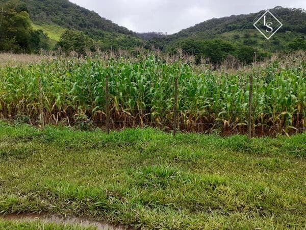 FAZENDA DE 194 HECTATES TODA FORMADA NA REGIÃO DE VIÇOSA-MG - Toda braquiada, casa, curral, rica em água, plantação milho