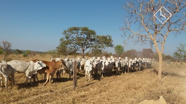 Fazenda de 1776 hectares em Curvelo - MG. 2 corregos dentro da fazenda. Dupla aptidão. Formada e produzindo Látex, arroz. com 4 poços artesianos e 2 córregos