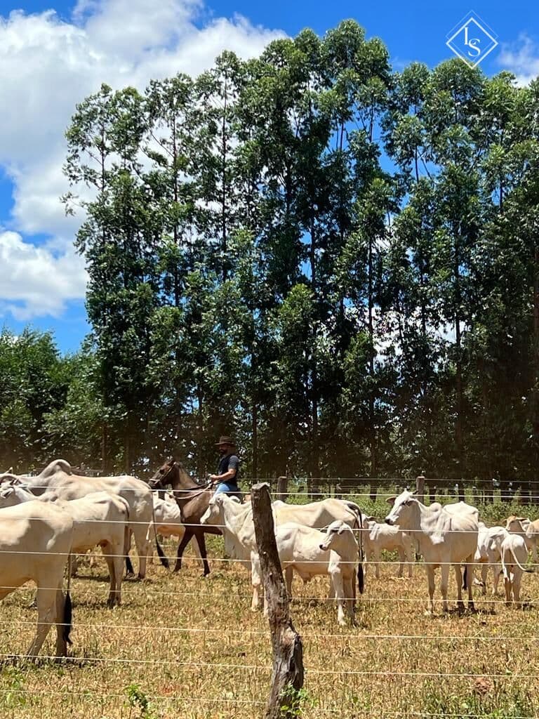 Fazenda 580 hectares em coração de Jesus- MG. específica pra gado com mais de 50% formada em pastagem