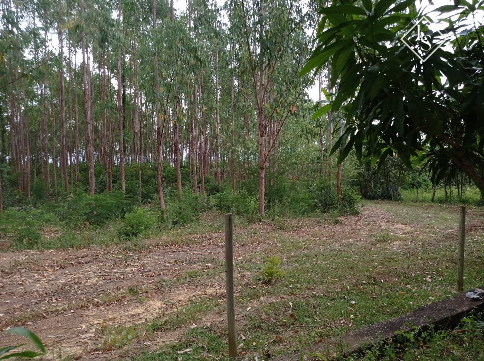 Fazenda 56 HECTARES em Curvelo apenas 8 km da cidade. Casa, pomar, plantação eucalipto, curral