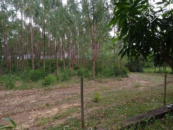 Fazenda 56 HECTARES em Curvelo apenas 8 km da cidade. Casa, pomar, plantação eucalipto, curral