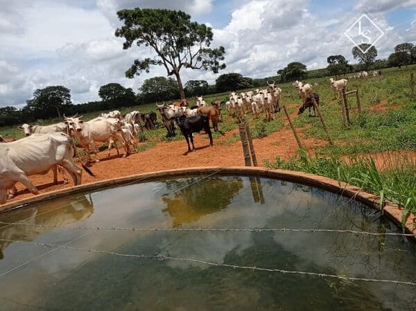 FAZENDA DE 150 h formada em Curvelo-MG, plana. Lagoa grande com nascente. Porteira fechada