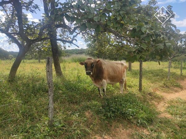 FAZENDA DE 54 h EM CURVELO, formada com casa sede e casa de caseiro, apenas 2,5 km de estrada de terra