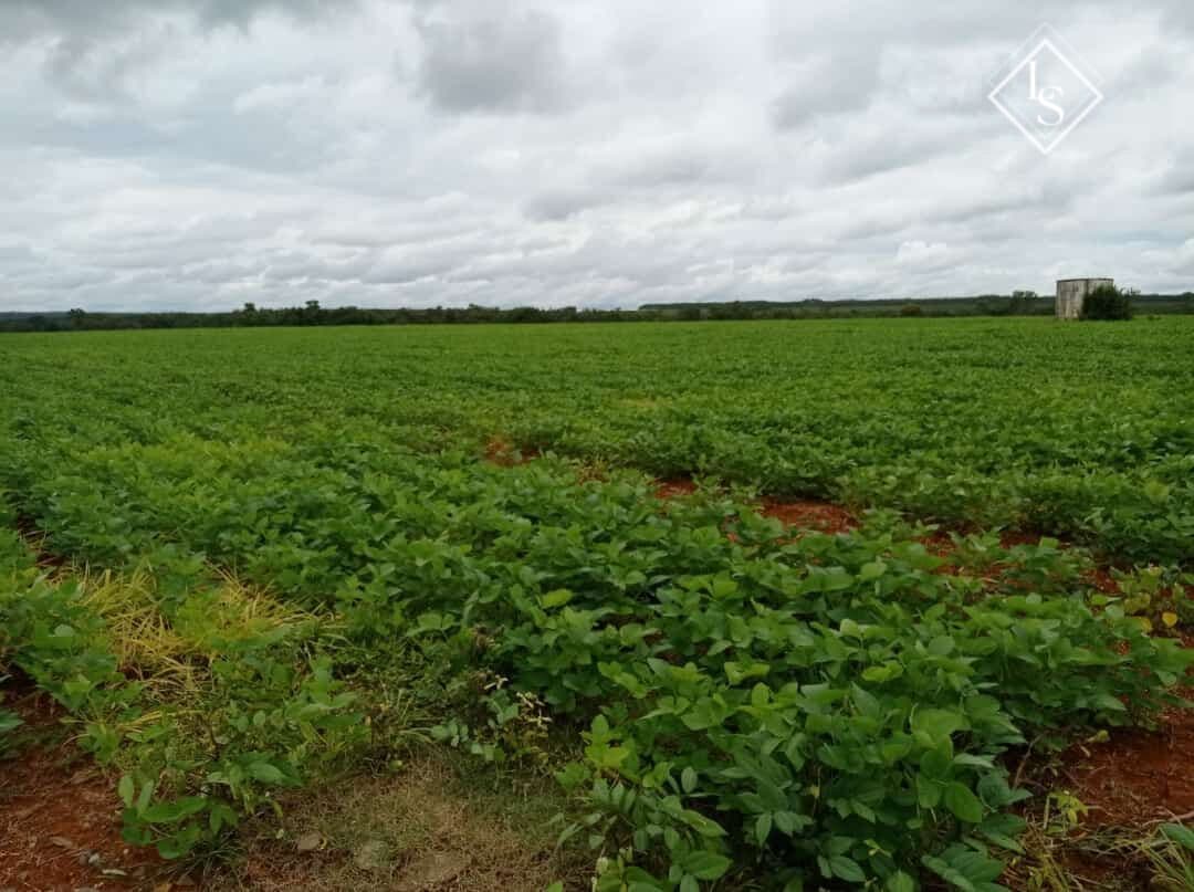 Fazenda de 186 hectares em Curvelo-MG ,com córrego, toda plana, com 60 hectare de eucalipto e 40 hectare de soja
