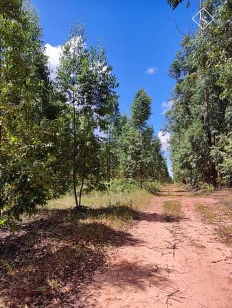 Fazenda de 2400 hectares com 700 ha de eucalipto em Buritizeiro-MG