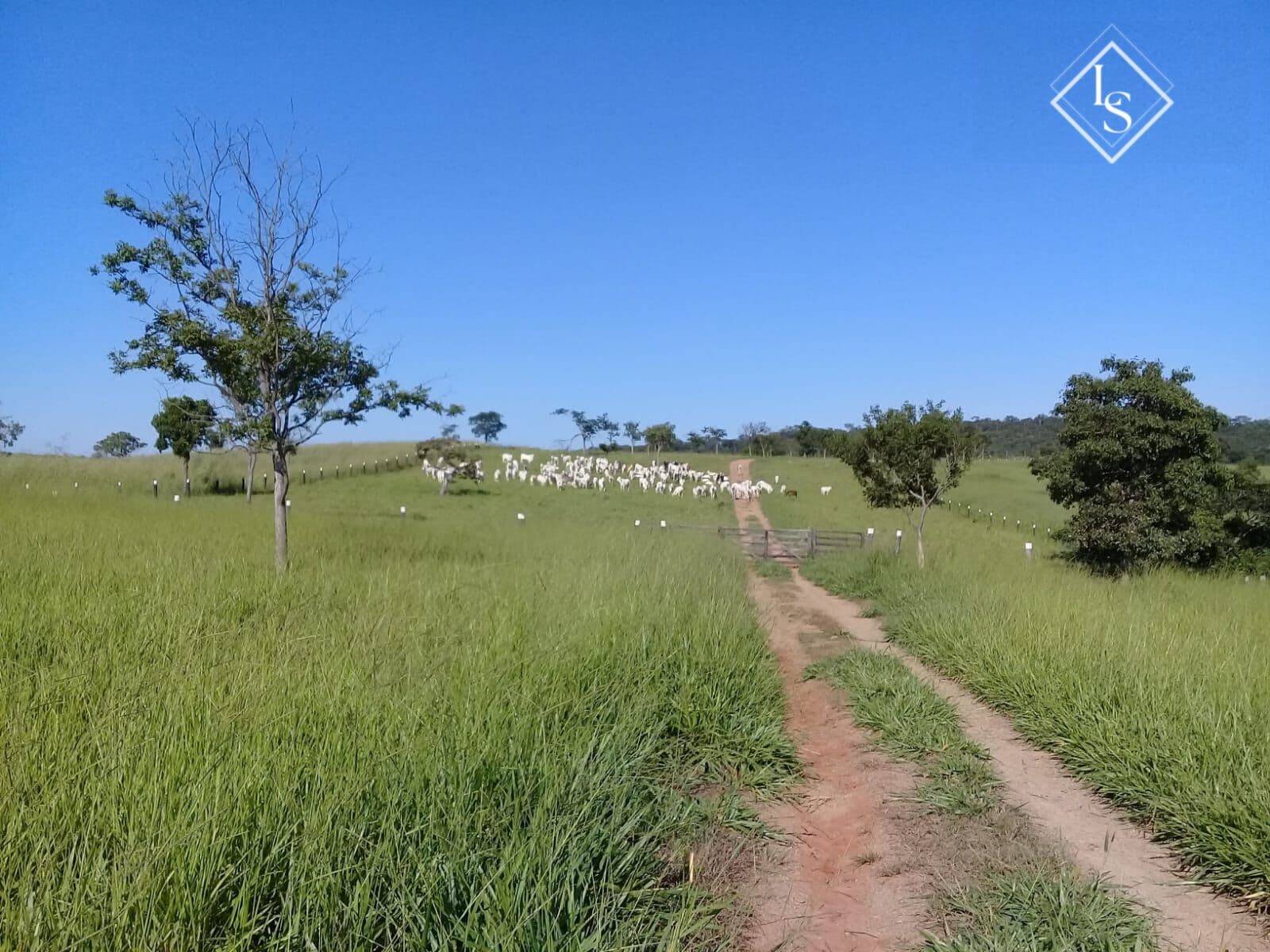 Fazenda 485 hectares em coração de Jesus- MG, toda formada em pastos.