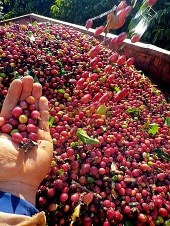 Fazenda de 239 hectares, 160 ha de café, em Luminárias- Lavras