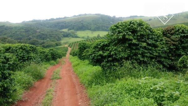 Fazenda 210 hectares, com 120 mil pés de café, entre Carmo de Minas e Caxambu
