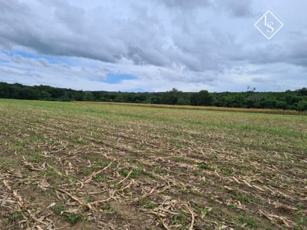 Fazendo em Curvelo - MG, com área de 50 ha distância de 180 km Belo Horizonte , toda plantada, margens rio