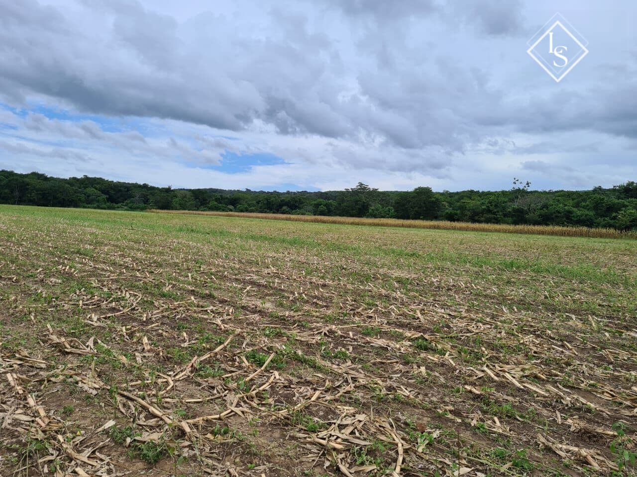 Fazendo em Curvelo - MG, com área de 50 ha distância de 180 km Belo Horizonte , toda plantada, margens rio