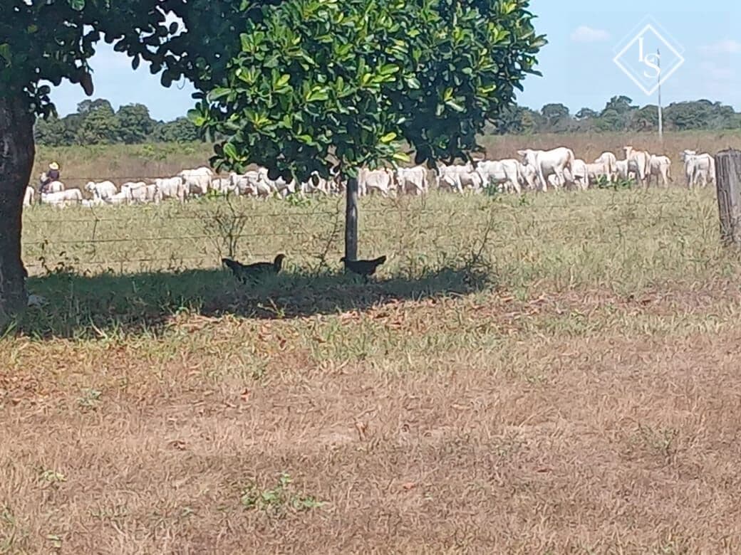 Fazenda de 2400 hectares em Buritizeiro. Na margem do Rio São Francisco.