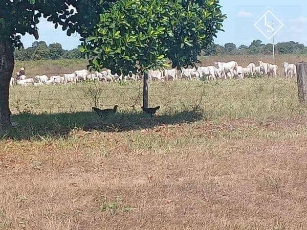 Fazenda de 2400 hectares em Buritizeiro. Na margem do Rio São Francisco.