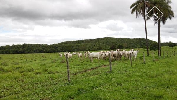 Fazenda 1435 hectares região de Unaí/MG, 18 km da cidade. Sendo 1000hec de pasto e nascente dentro da fazenda