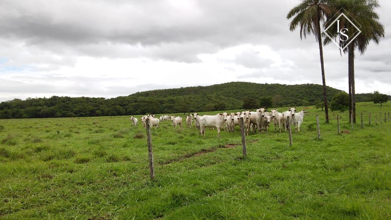 Fazenda 1435 hectares região de Unaí/MG, 18 km da cidade. Sendo 1000hec de pasto e nascente dentro da fazenda