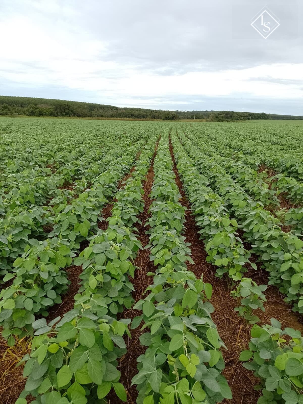 Fazenda de 184 alqueire (445 hectares) Mato Grosso do Sul MS, plantada em soja
