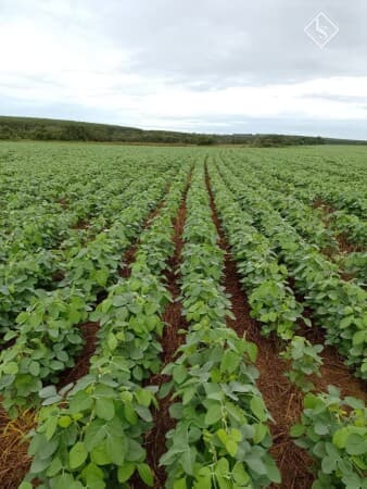 Fazenda de 184 alqueire (445 hectares) Mato Grosso do Sul MS, plantada em soja