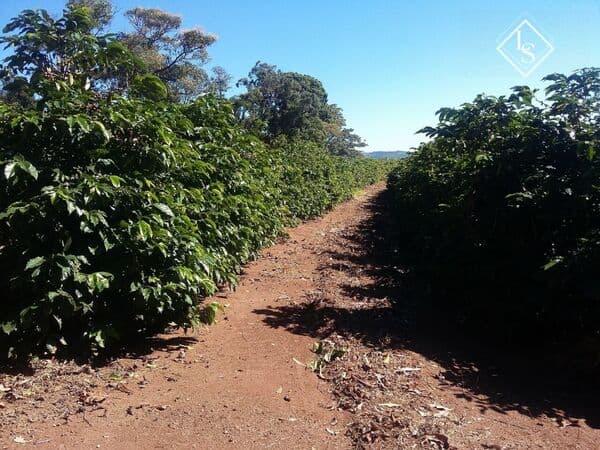 Fazenda 830 hectares Porteira Fechada - Café-Eucalipto - soja -milho entre Lambari e Campanha/MG