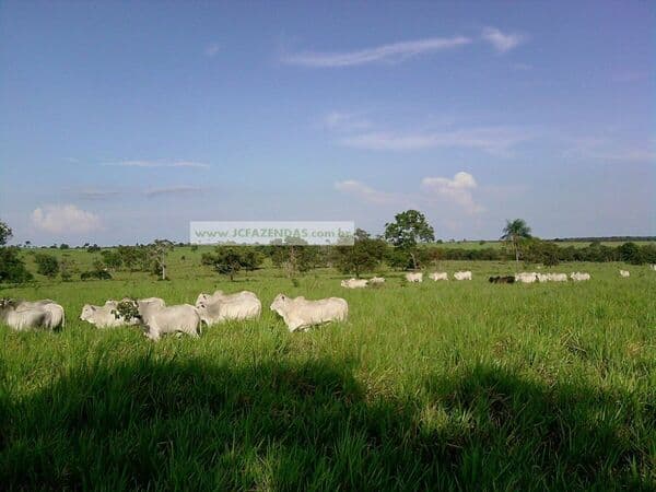 Fazenda-para-Venda-em-Centro-Porto-Esperidiao-MT